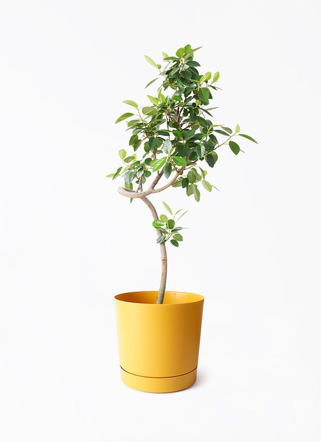 その他観葉植物 user_1242a77b 観葉植物 ポトス 6号 スタンダードポット スクラッチ 付き