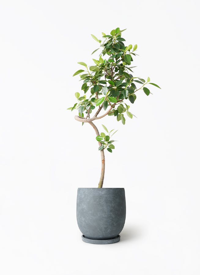 フランスゴムの木 7号 | 観葉植物通販HitoHana(ひとはな)