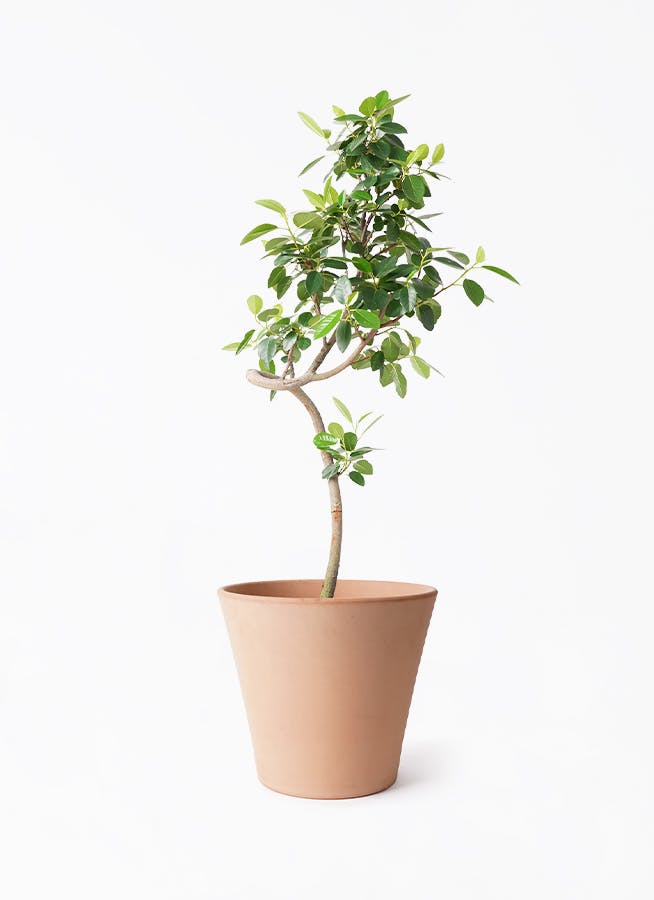 フランスゴム（サンプル） Amazon｜フランスゴム S字仕立て 観葉植物 本物 アイボリーテラコッタ