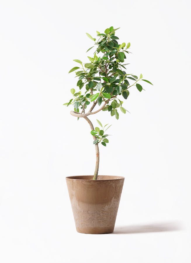 観葉植物 フィカス ベンガレンシス7号 曲り アートストーン ラウンド