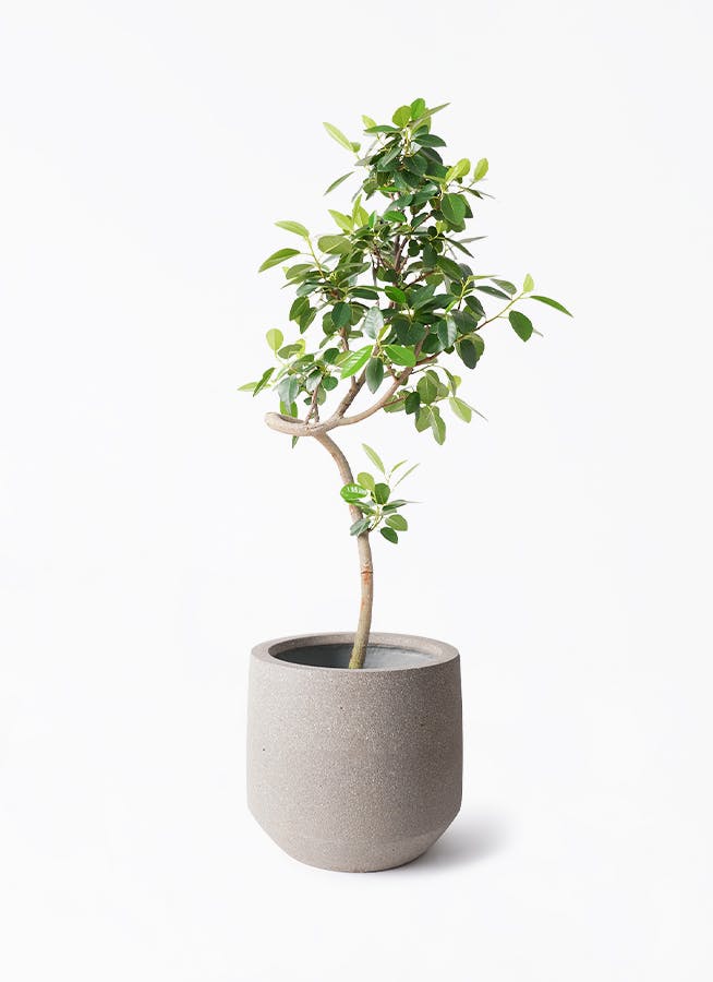フランスゴムの木 7号 | 観葉植物通販HitoHana(ひとはな)