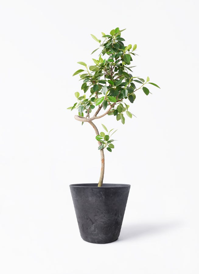 フランスゴム（サンプル） フランスゴムの木 7号 | 観葉植物通販HitoHana(ひとはな)