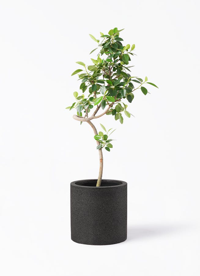 鉢カバー 黒・ブラック 7号 | 観葉植物の鉢ならHitoHana