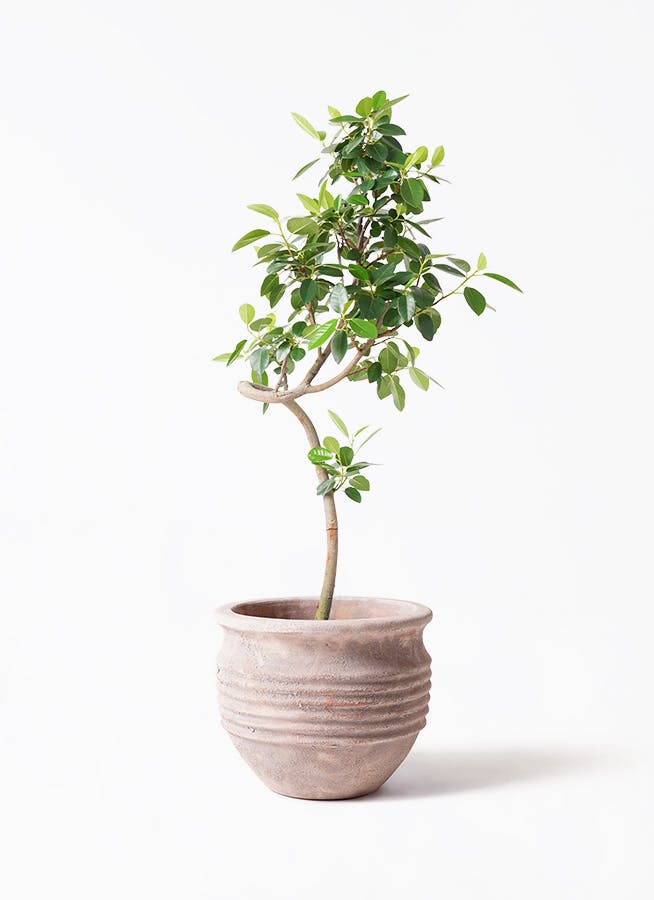 フランスゴム（サンプル） francekaitoegg.jpg