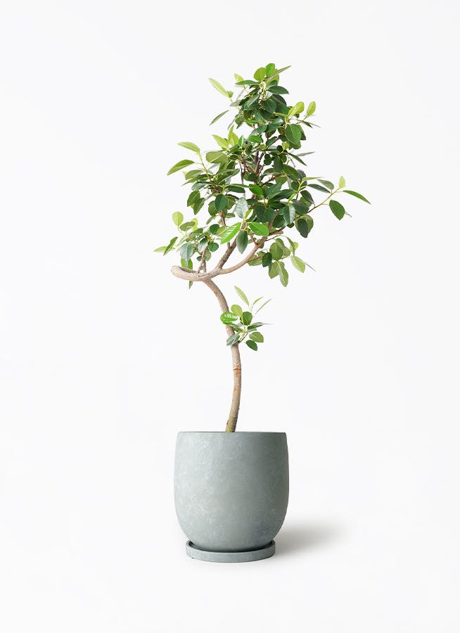 フランスゴムの木 7号 | 観葉植物通販HitoHana(ひとはな)