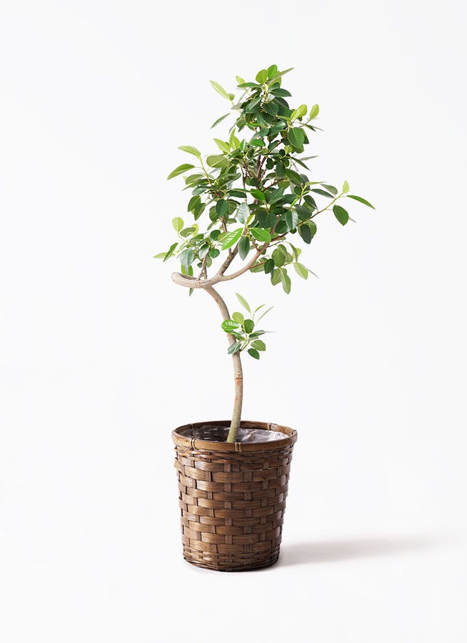 フランスゴムの木 7号 | 観葉植物通販HitoHana(ひとはな)