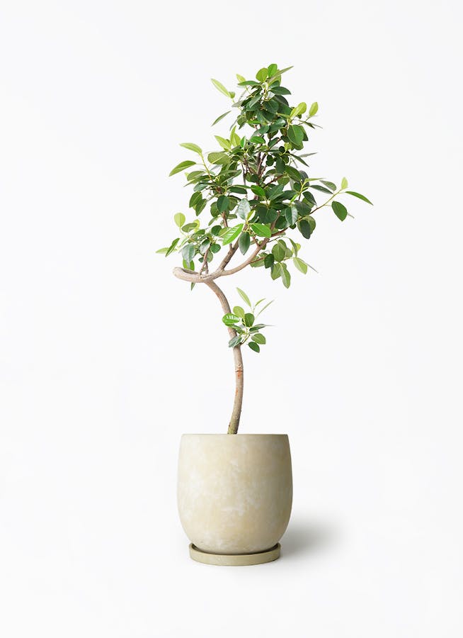 フランスゴムの木 7号 | 観葉植物通販HitoHana(ひとはな)