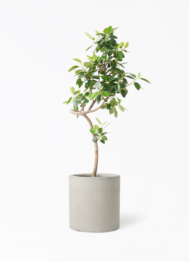鉢カバー グレー 7号 | 観葉植物の鉢ならHitoHana
