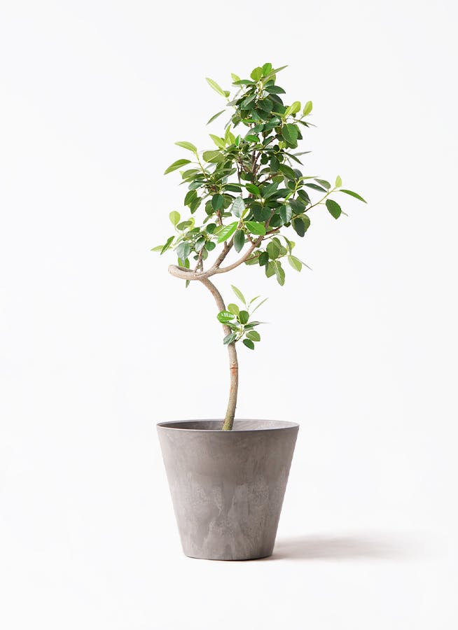 フランスゴムの木 7号 | 観葉植物通販HitoHana(ひとはな)