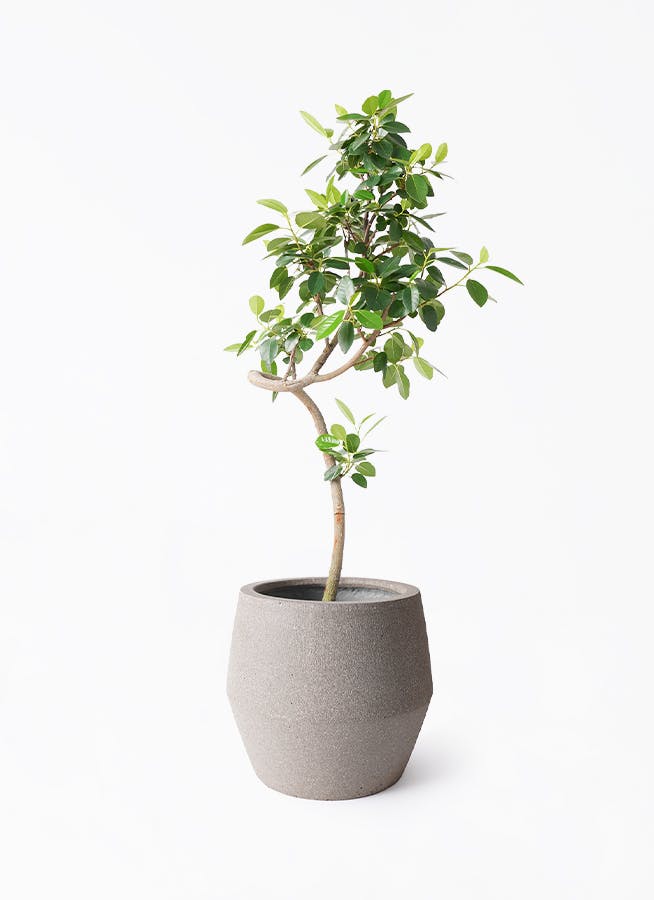 フランスゴムの木 7号 | 観葉植物通販HitoHana(ひとはな)