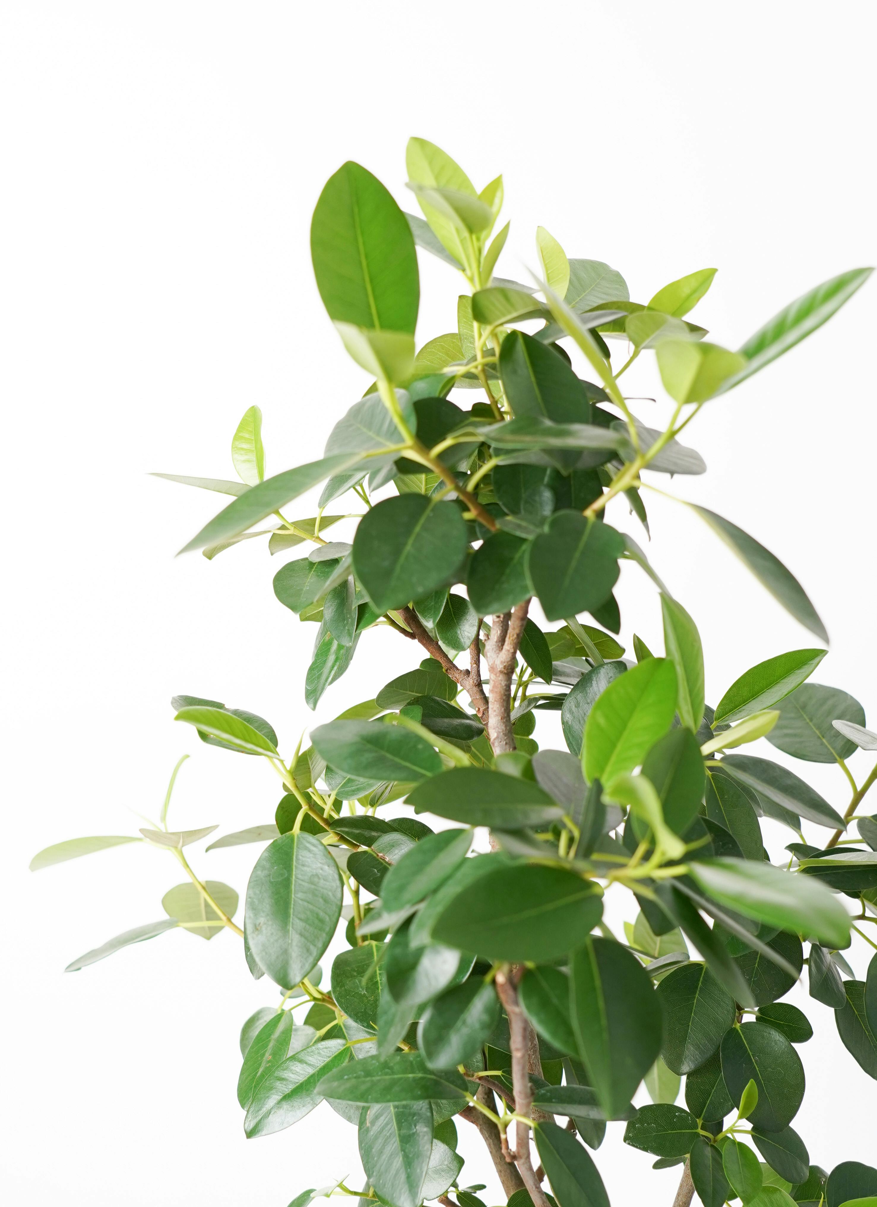 観葉植物 フランスゴムの木 7号 曲り ラスターポット 付き | 観葉植物