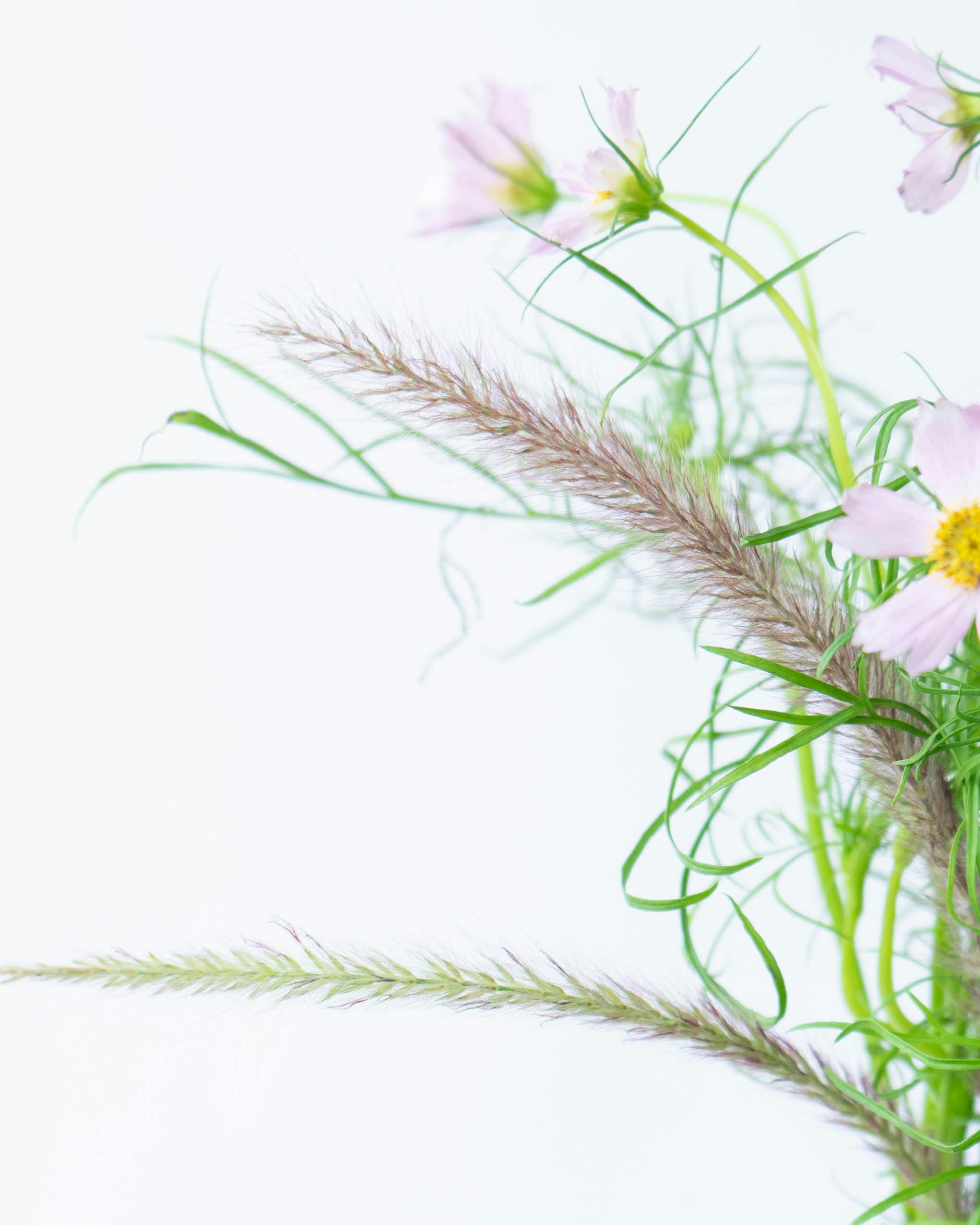 ふりふ コスモス押し花入りの草履 一点もの（コスモス畑が見ごろです 