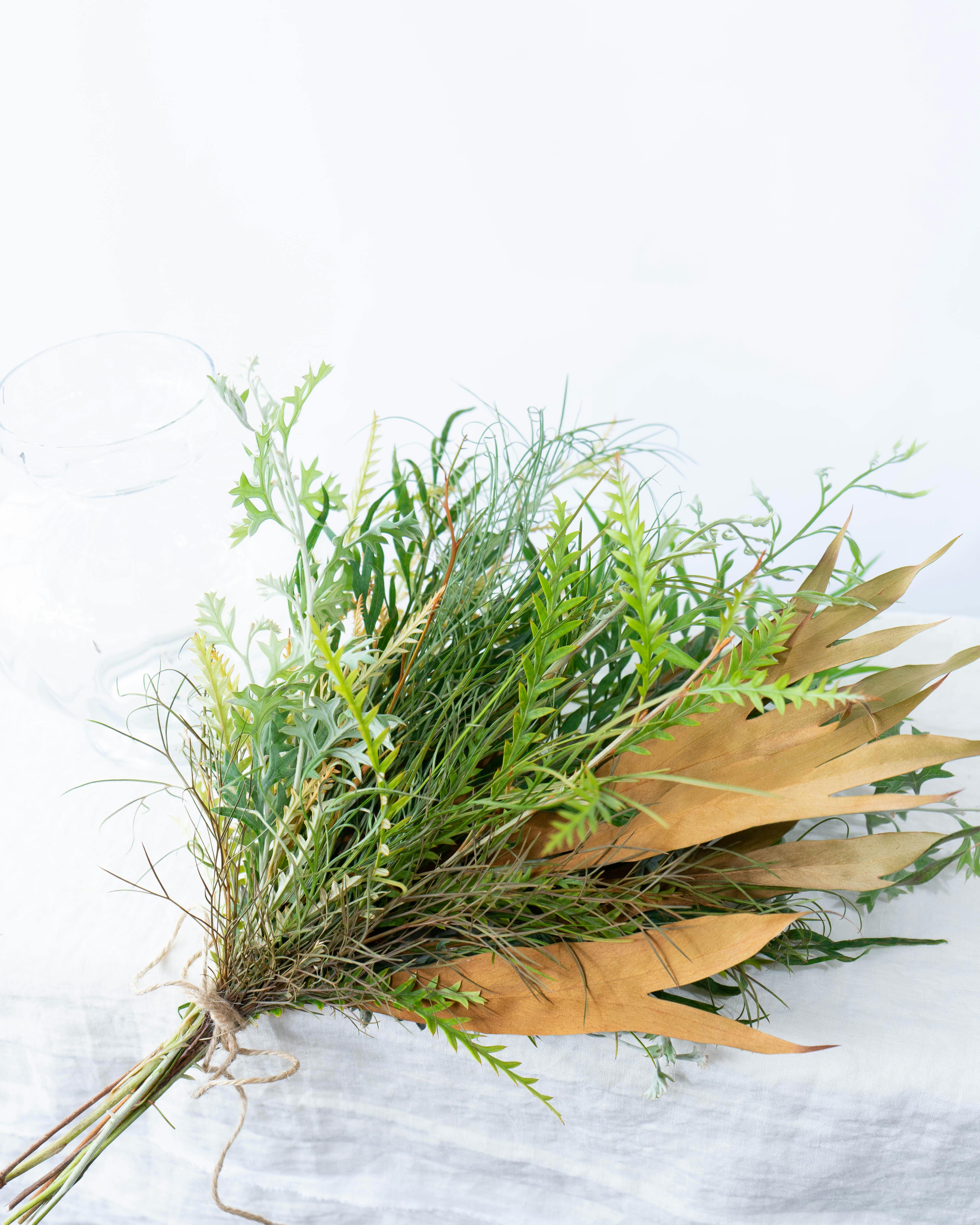 【枝振り良好　現地株】ケラリアピグマ 枝振り良好 現地株】ケラリアピグマ 【公式通販】