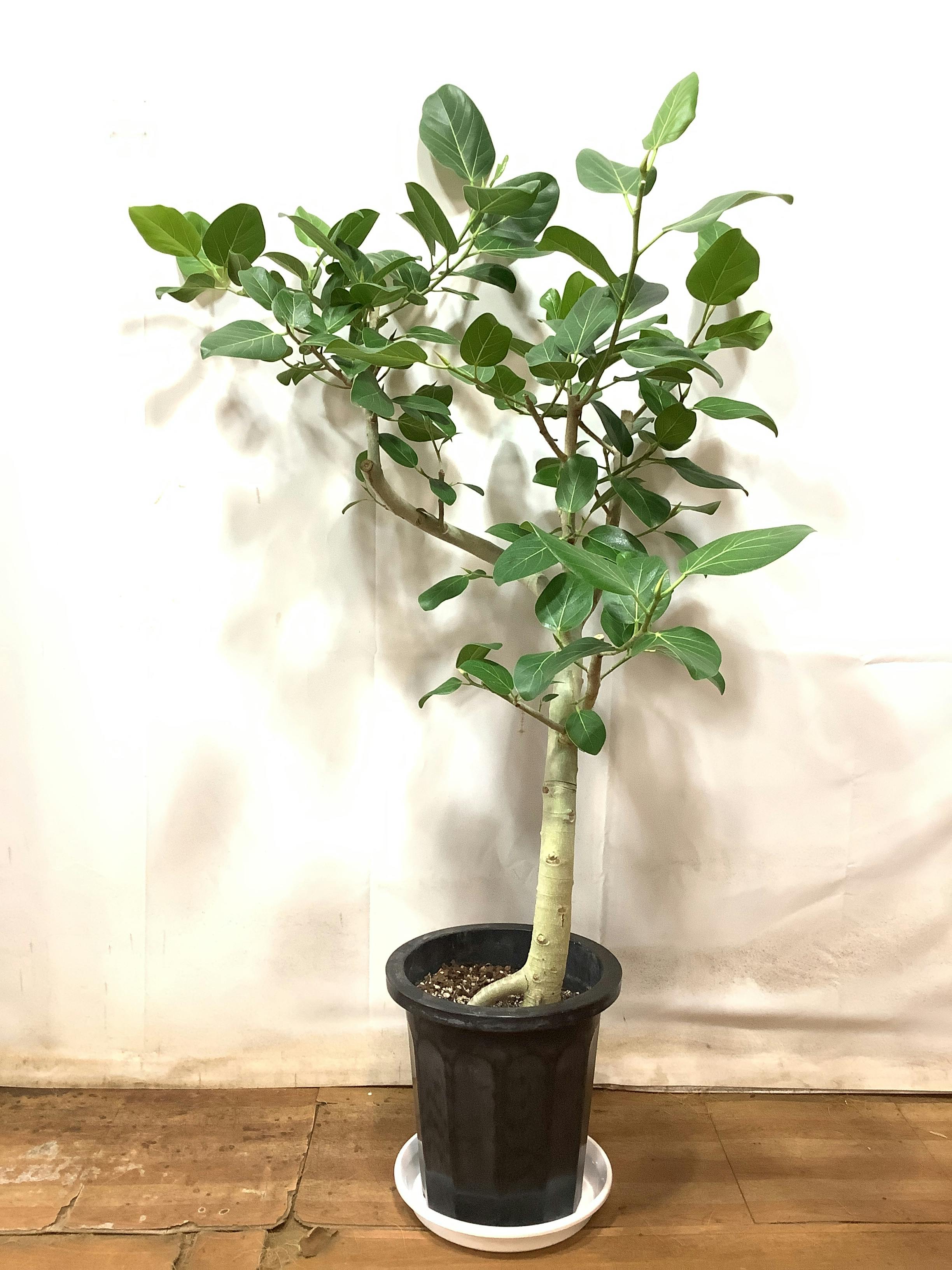 フィカス ベンガレンシス 10号 | 観葉植物通販 Hitohana（ひとはな）