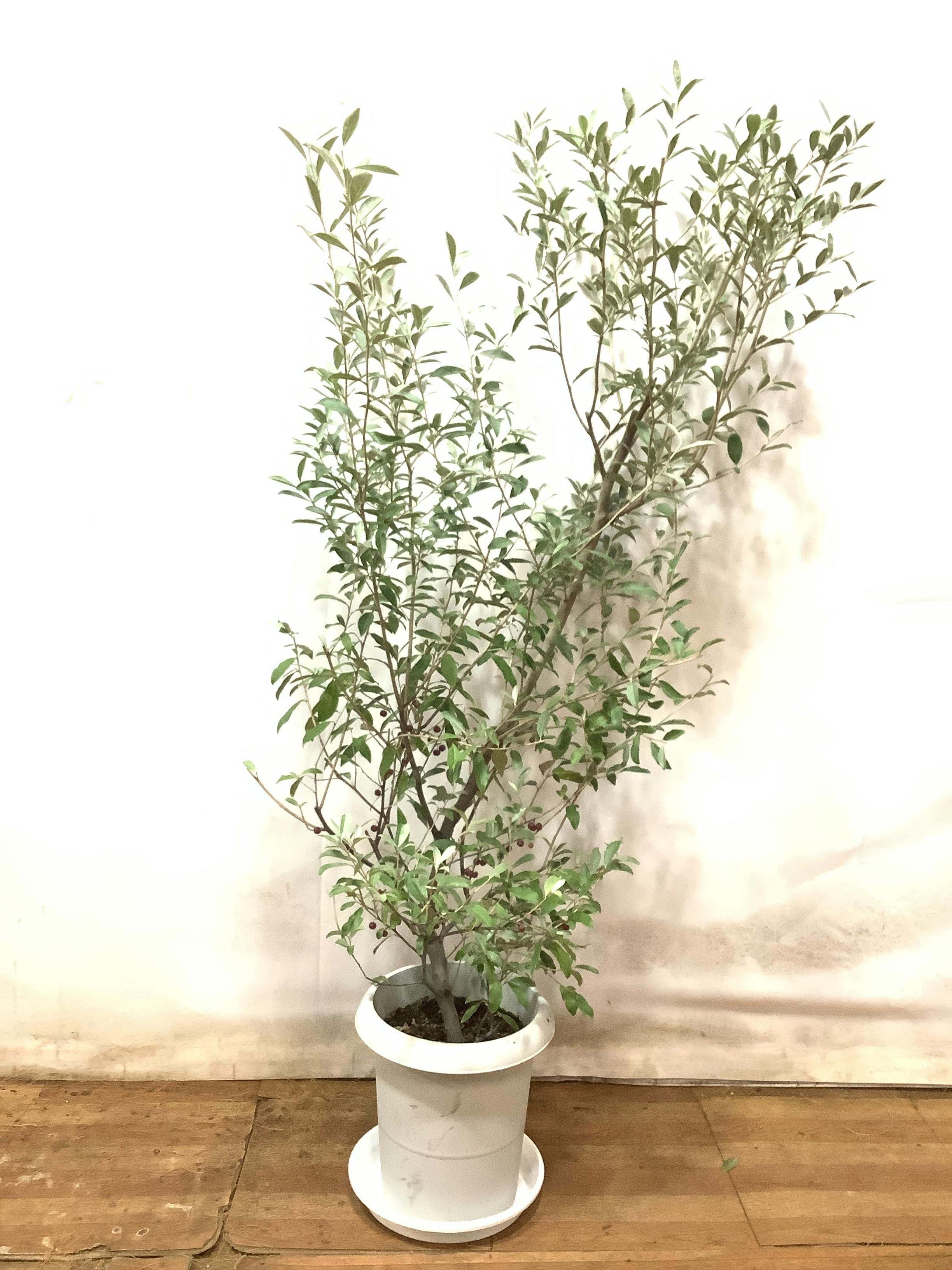 観葉植物 ロシアンオリーブ【130cm】ロシアンオリーブ 8号 プラスチック鉢 #61959 | 観葉植物ならHitoHana(ひとはな)