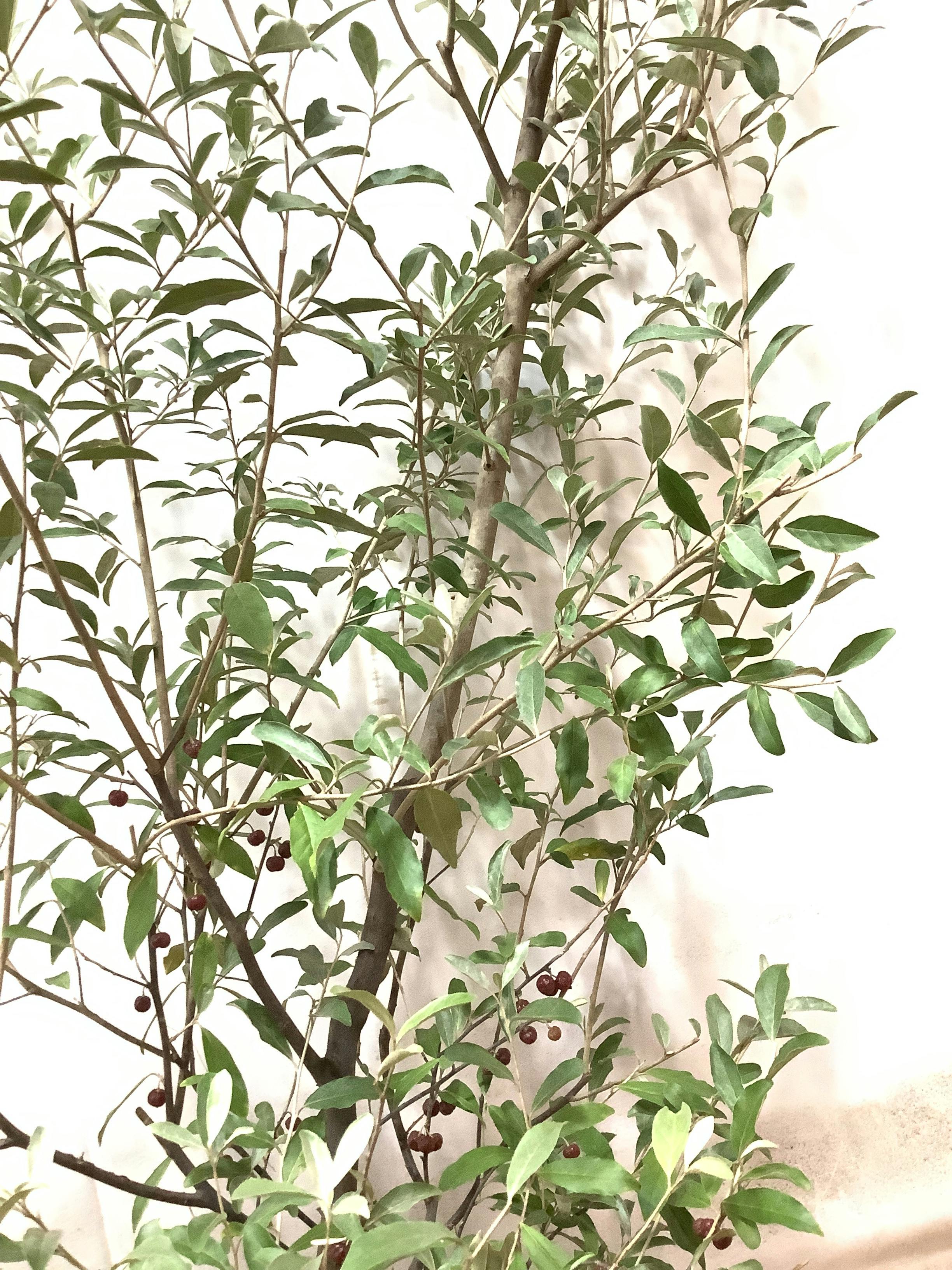 オリーブ、ロシアンオリーブ、ドラセナ 3品売り