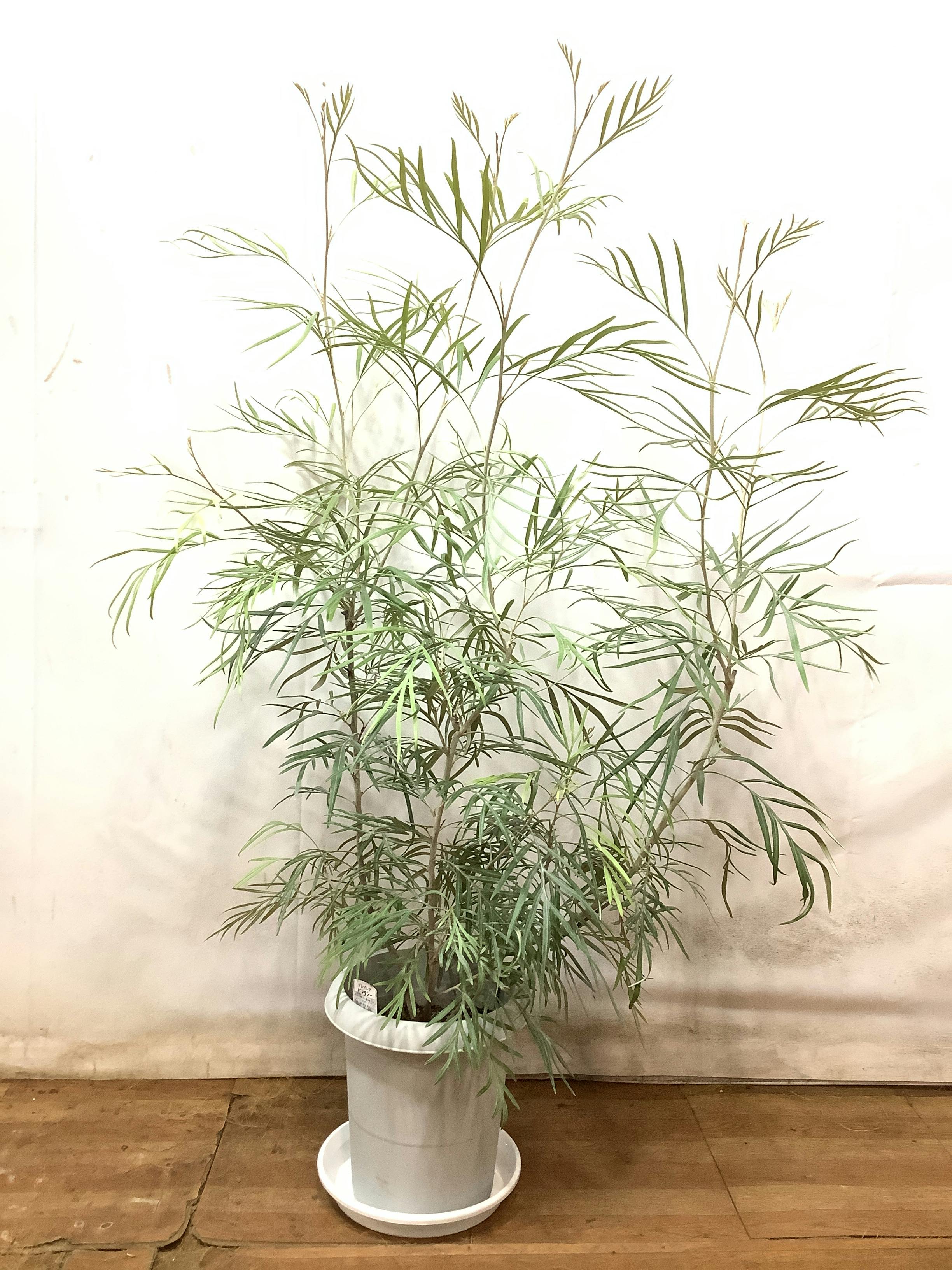 観葉植物 グレビレア バンクシー【125cm】グレビレア バンクシー 8号 プラスチック鉢 #61963 | 観葉植物ならHitoHana(ひとはな)