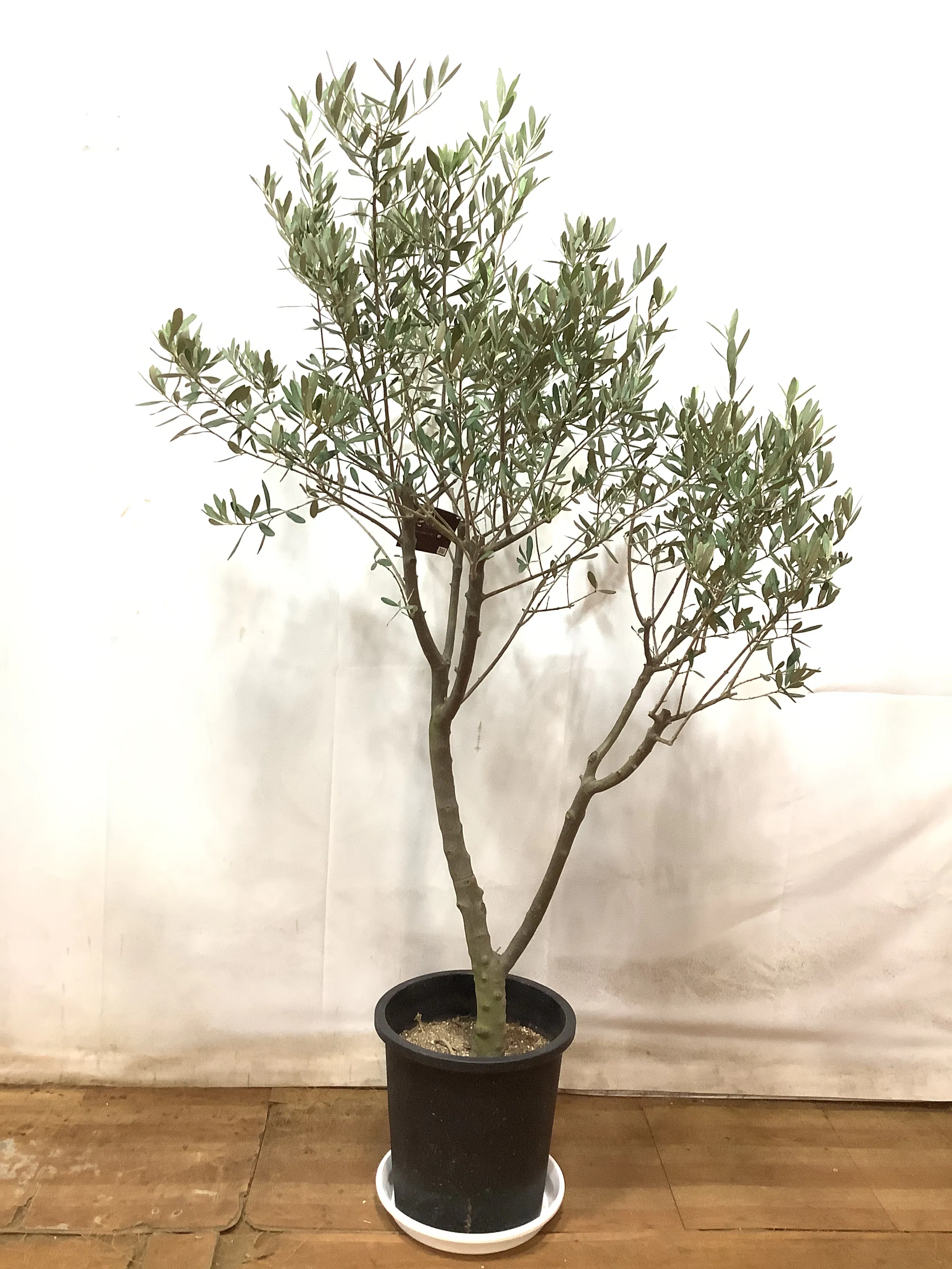現品販売】140cm ~ 160cm 1点もの観葉植物の通販 | HitoHana（ひとはな） 