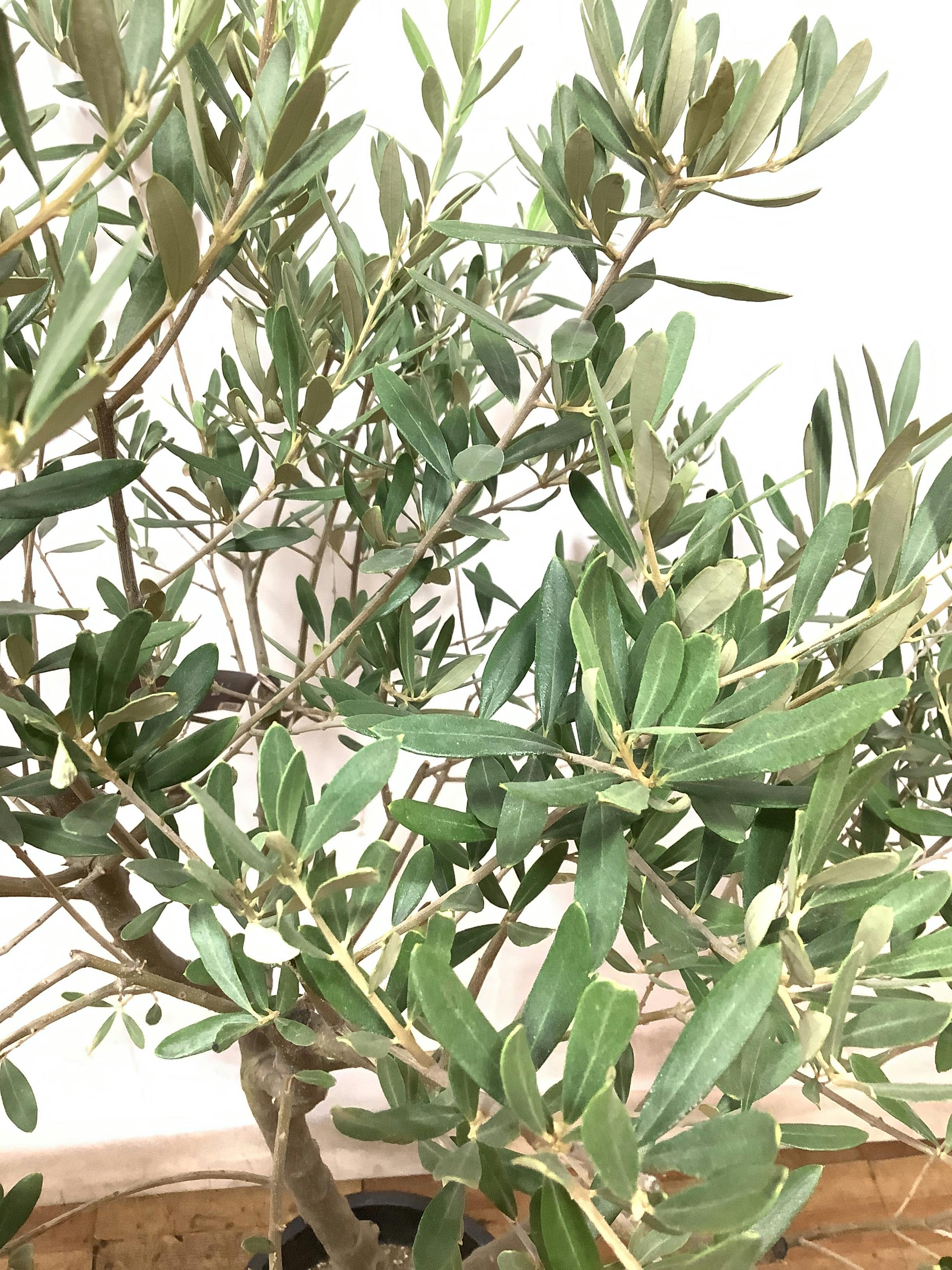 観葉植物 オリーブの木【150cm】オリーブの木 9号 創樹 チプレッシーノ 