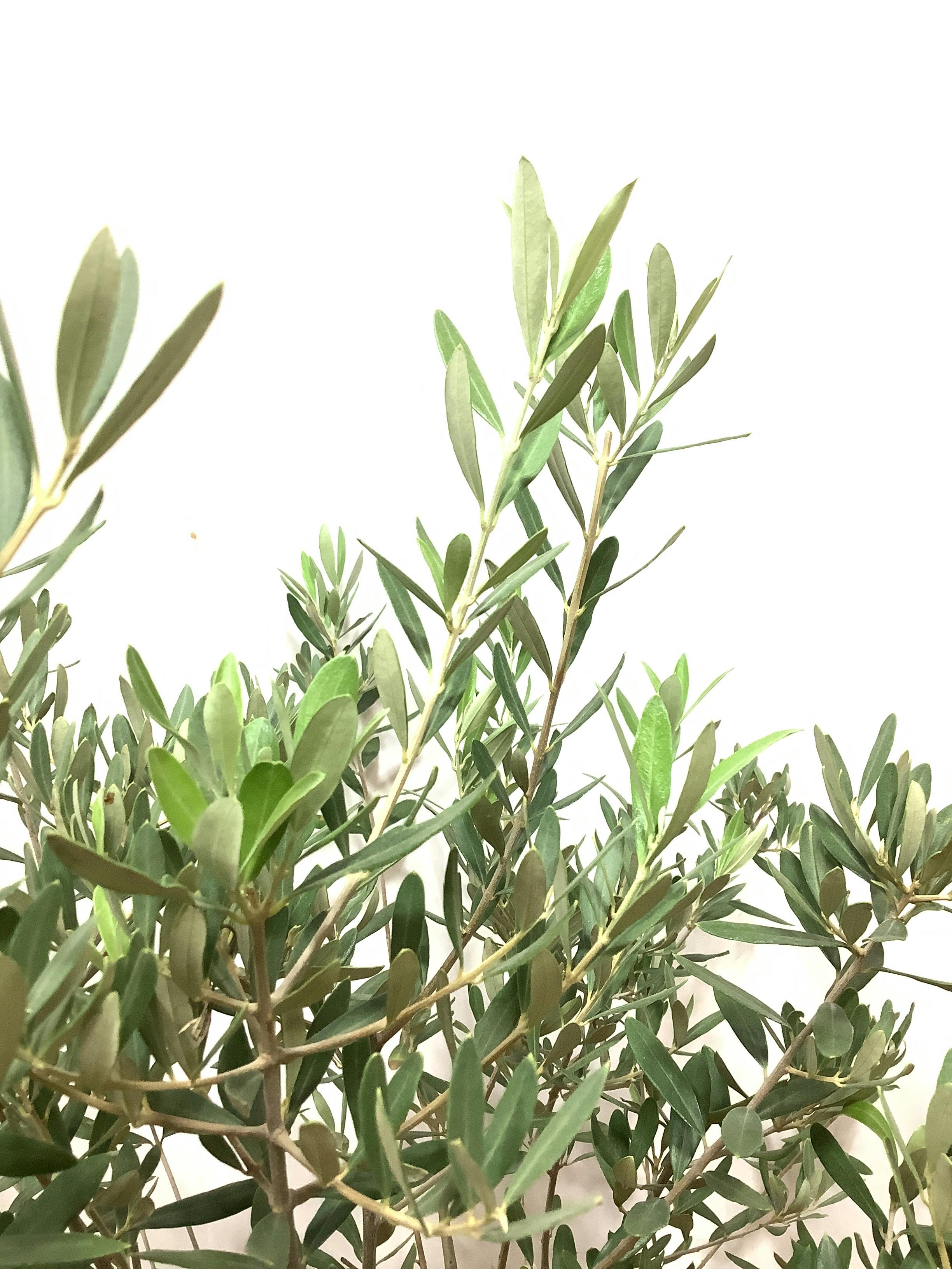 観葉植物 オリーブの木【150cm】オリーブの木 9号 創樹 チプレッシーノ 