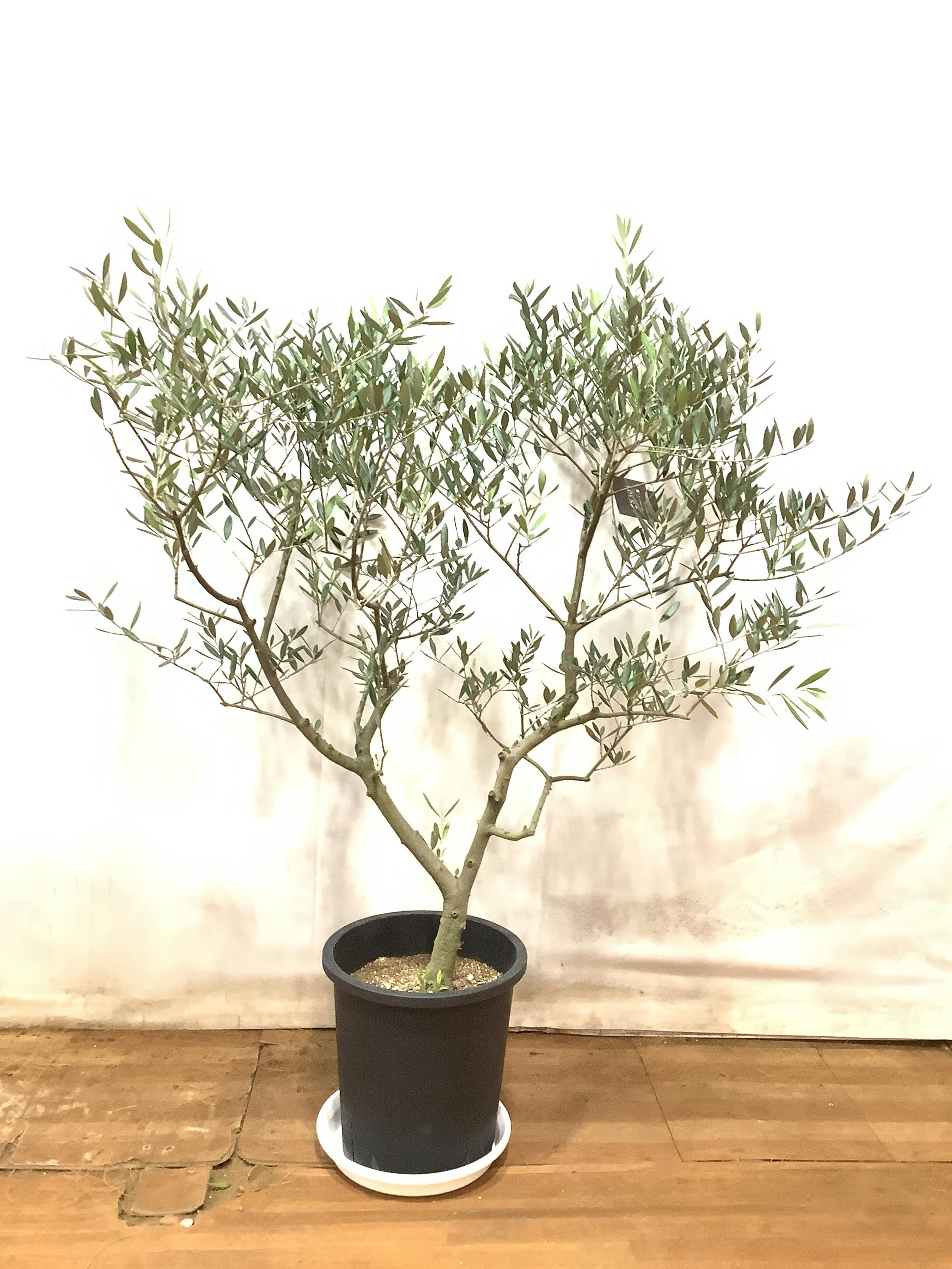 オリーブの木 1点もの（現品・現物） | 観葉植物通販HitoHana(ひとはな)