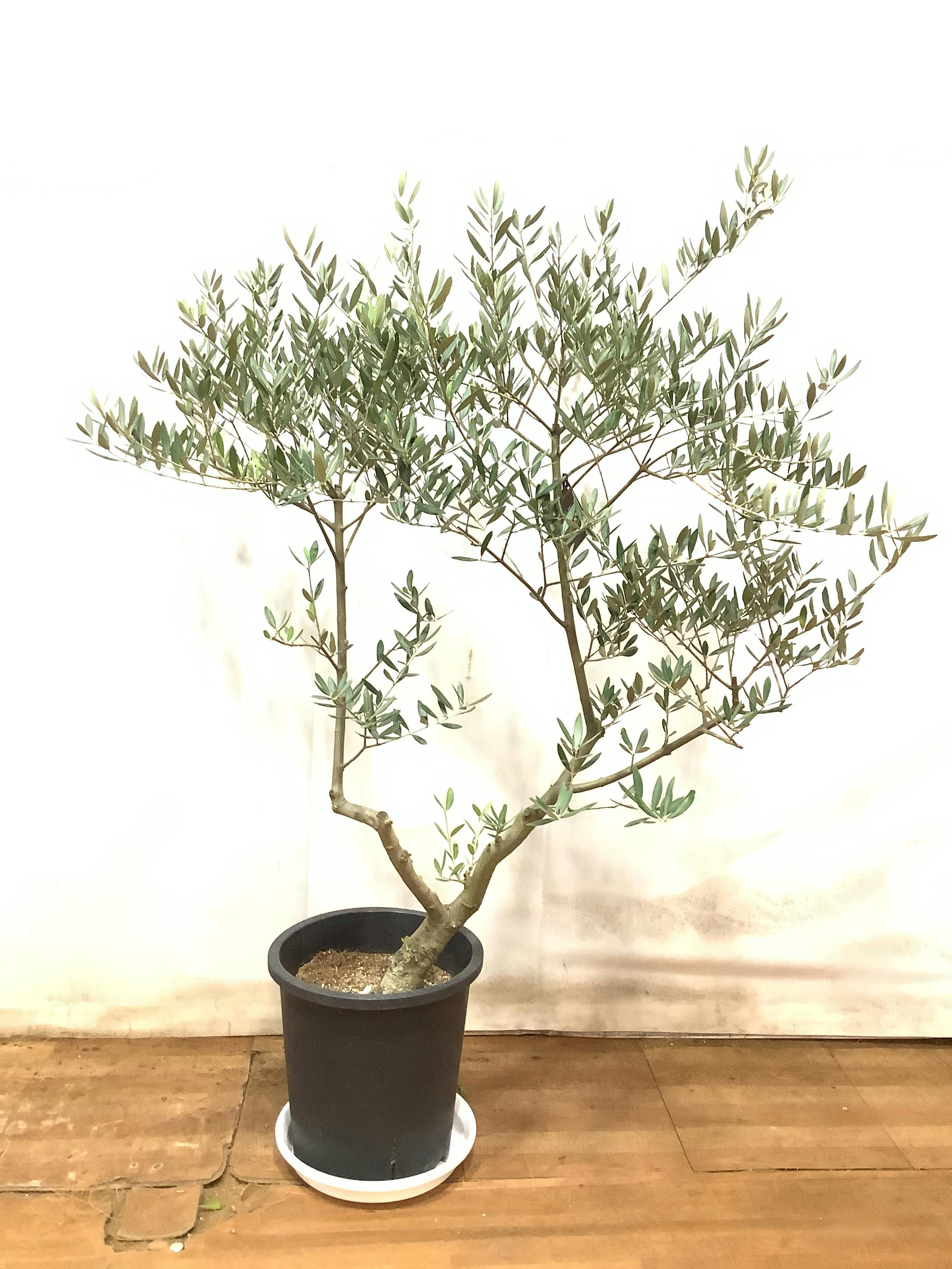 オリーブの木 創樹 | 観葉植物通販HitoHana(ひとはな)