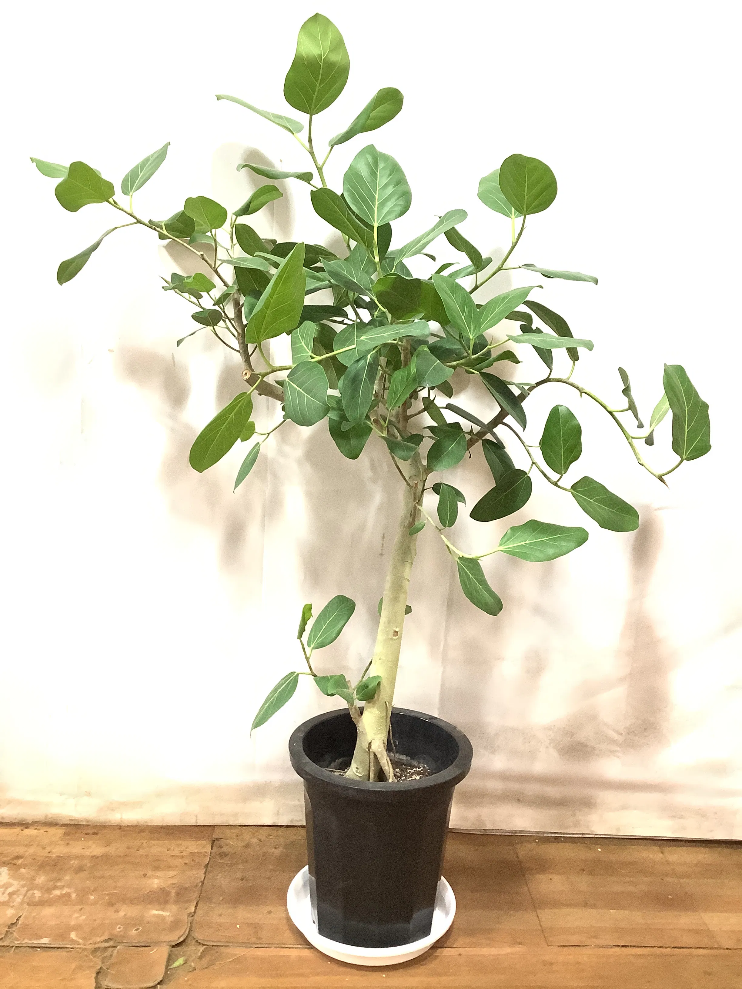 現品販売】140cm ~ 160cm 1点もの観葉植物の通販 | HitoHana（ひとはな） 