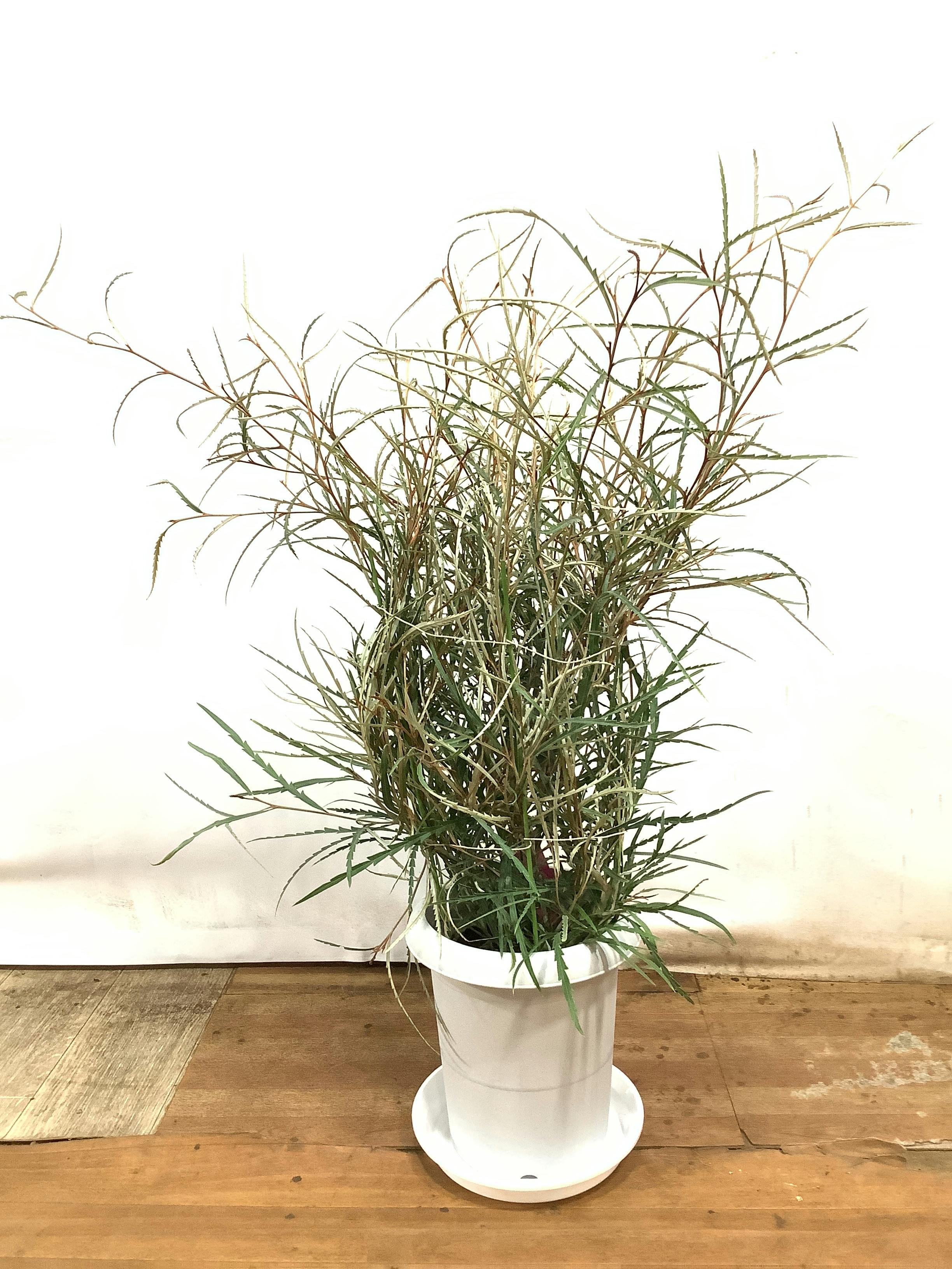 大型 根上がり モンステラ 2本立 天然苔仕立て 陶器鉢 植え込み発送