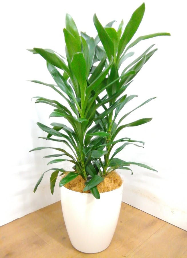 お年玉セール特価 ドラセナ リッキー 110センチ ８号鉢 観葉植物 ガーデニング 植物 観葉植物 Alrc Asia