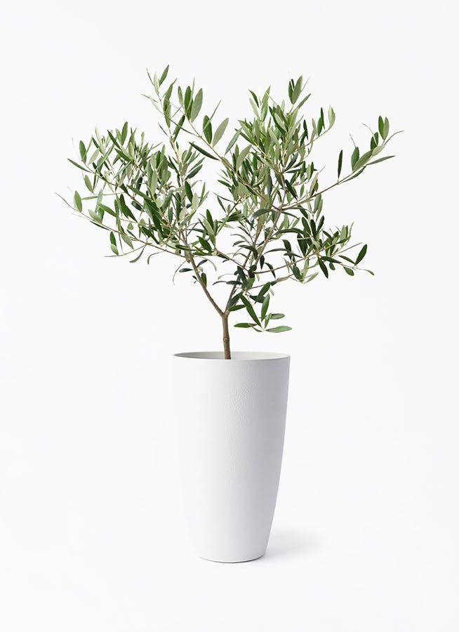 白・ベージュの鉢カバー付きの観葉植物 | HitoHana（ひとはな
