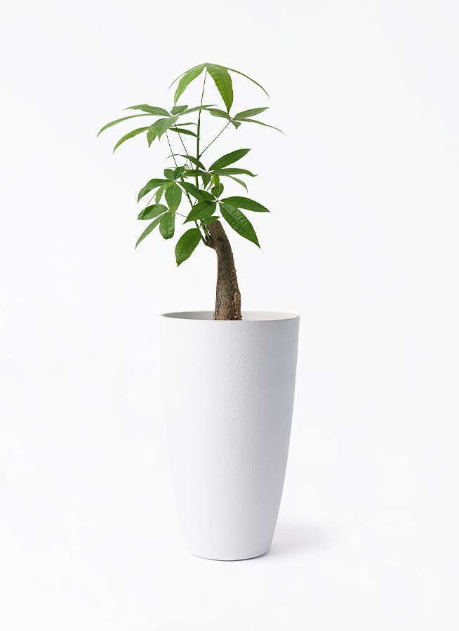 観葉植物 パキラ 5号 朴 フォレスト トール ホワイト 付き | 観葉植物