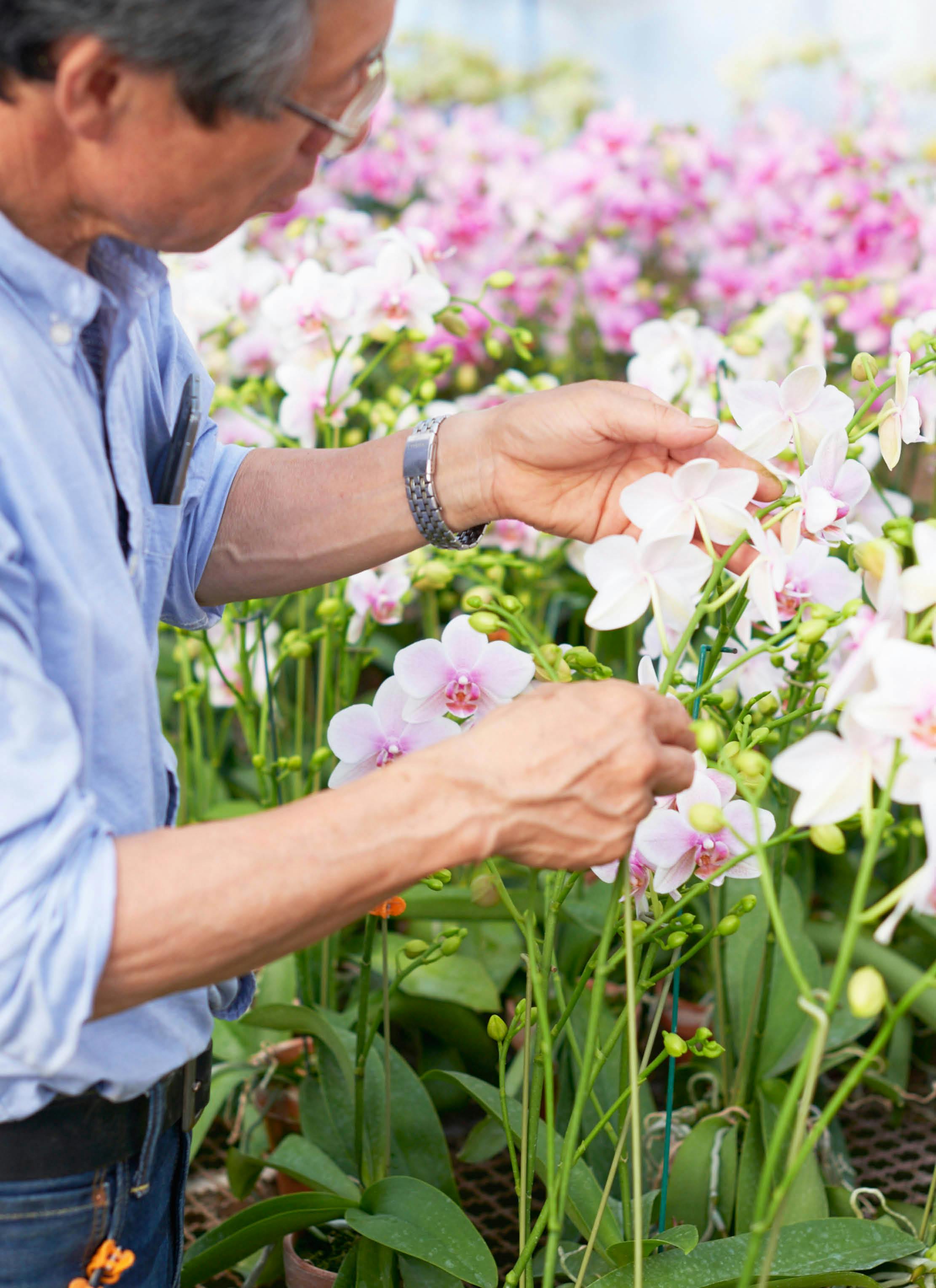 7本立ちの胡蝶蘭の通販 | HitoHana（ひとはな）