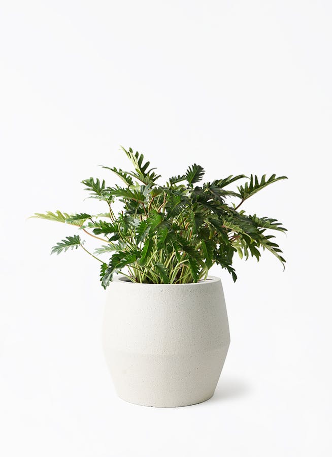 coohです♪2点セット！ユッカ2鉢 フィロデンドロン バーキン2鉢 苗