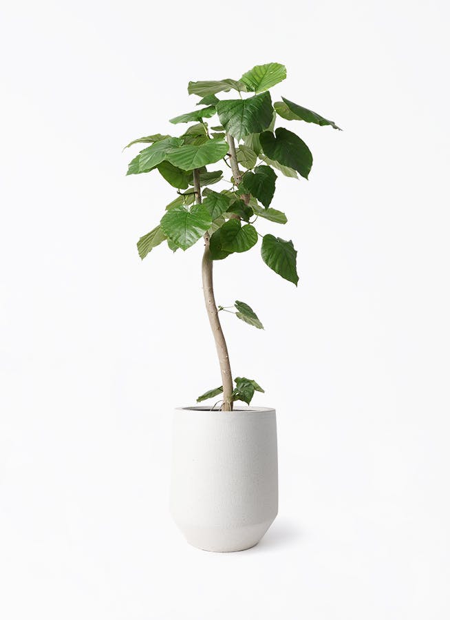 サービス品】ハート型ビッグリーフ ウンベラータ 観葉植物 室内