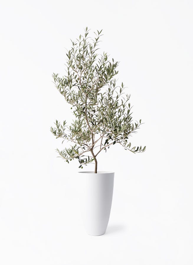 オリーブの木　ピクアル 観葉植物 オリーブの木 8号 ピクアル フォレスト トール