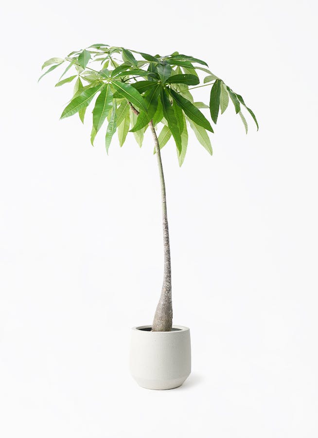 観葉植物 フィカス アムステルダムキング 7号 曲り パボ ミドル オフ