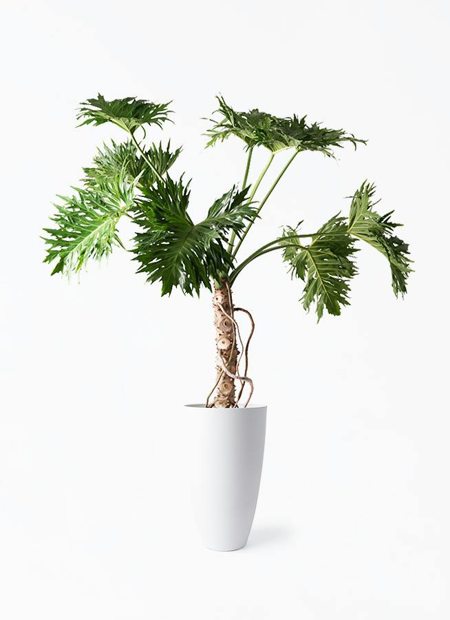 観葉植物 フィロデンドロン 8号 セローム ヒトデカズラ 根あがり