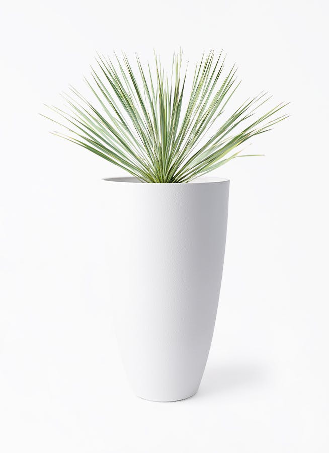 観葉植物 ユッカ 8号 ロストラータ フォレスト トール ホワイト 付き