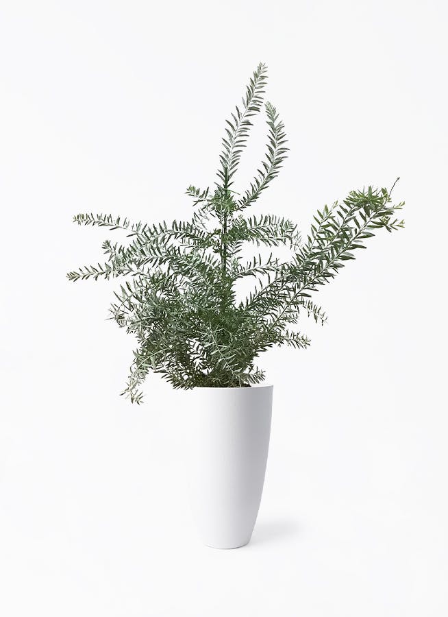 観葉植物 アカシア ブルーブッシュ 8号 フォレスト トール ホワイト