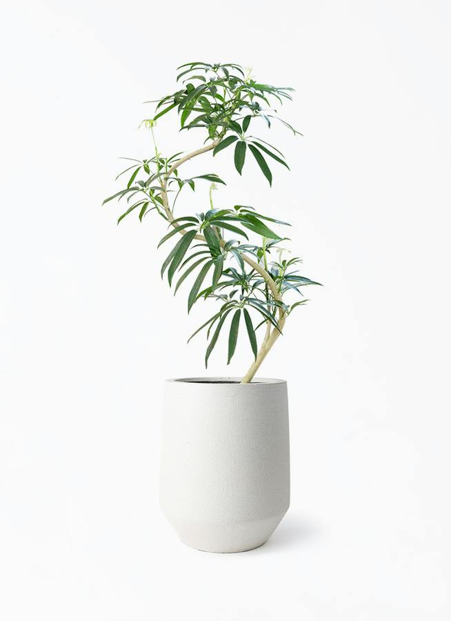 シェフレラ　アンガスティフォリア 観葉植物 高さ約180cm 細長い葉 観葉植物 シェフレラ アンガスティフォリア 観葉植物 高さ約180cm 細長い葉