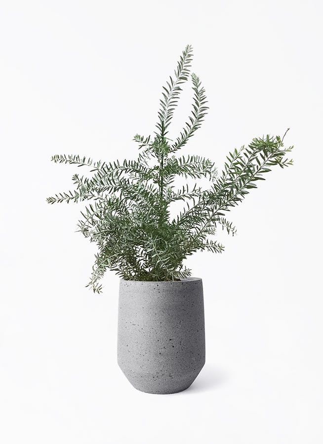 アカシア ブルーブッシュ | 観葉植物通販HitoHana(ひとはな)