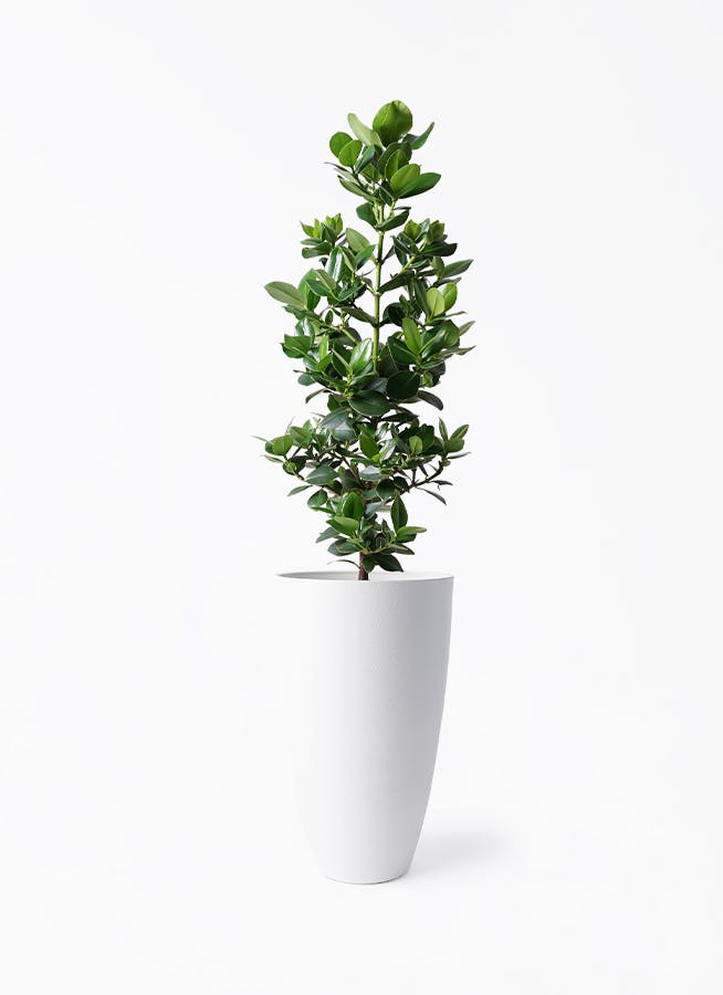 クルシア ロゼア プリンセス | 観葉植物の通販ならHitoHana（ひとはな）