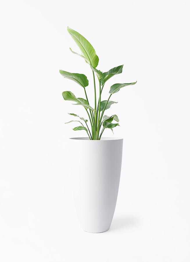 ［現品］17番　ドラセナ　コンシンネ　レインボー　8号　観葉植物　室内　おしゃれ sa-0393-01.jpg