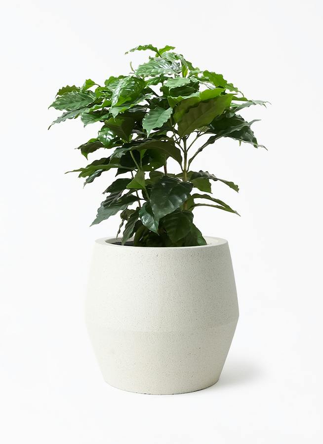 観葉植物 コーヒーの木 7号 パボ ジャー オフホワイト 付き | 観葉植物