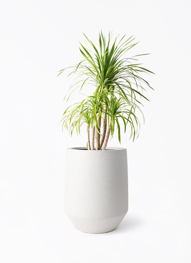 dracaena-canbodiana-422_1.jpg