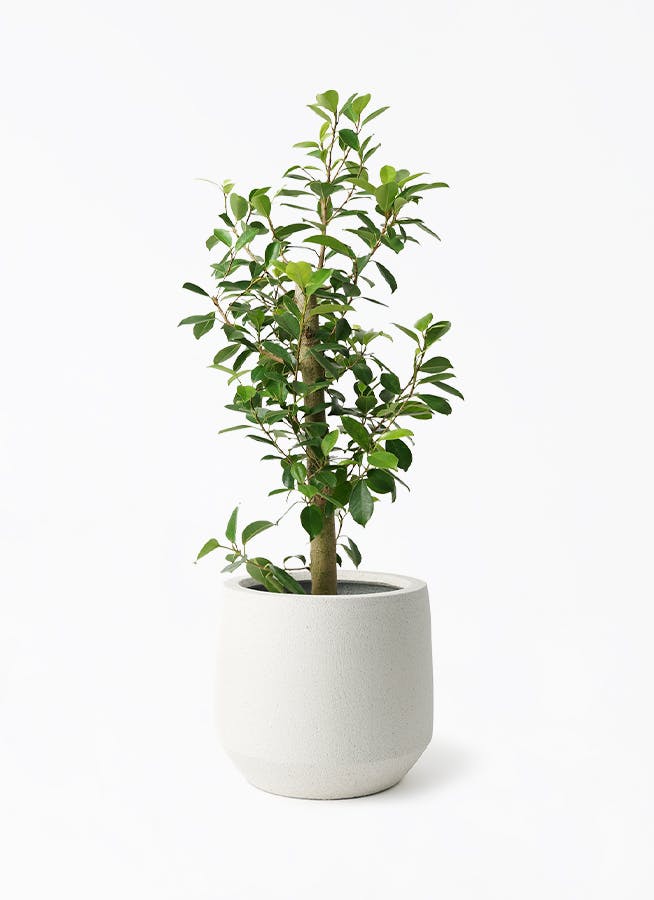 ガジュマル 高さ 77cm 観葉植物 ガジュマル 7号 ストレート パボ ミドル オフホワイト