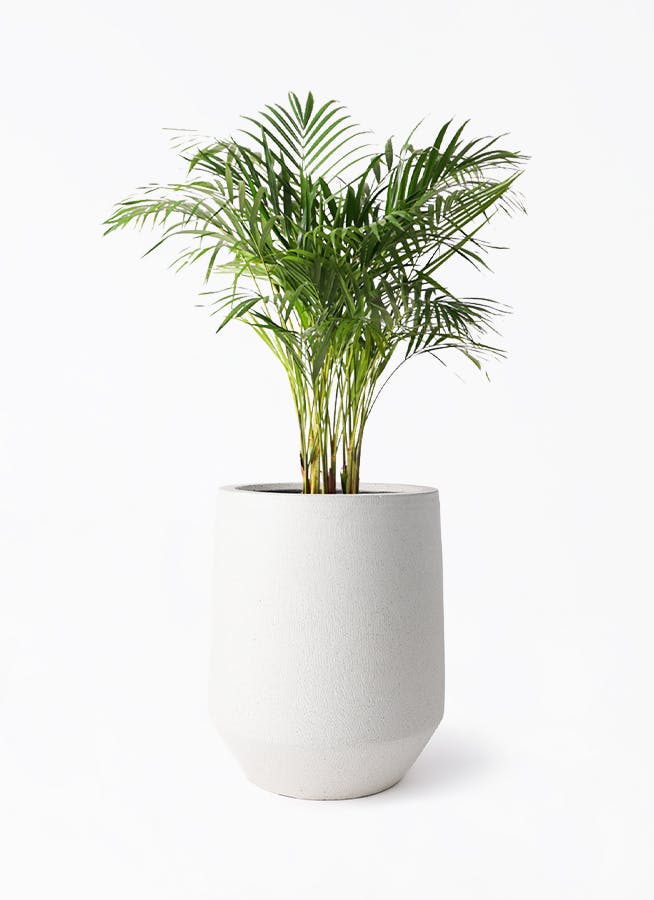 観葉植物 アレカヤシ 8号 パボ トール オフホワイト 付き | 観葉植物