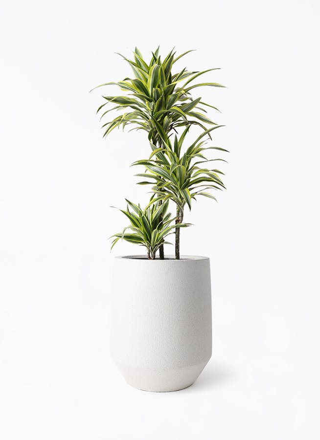 観葉植物 ドラセナ ワーネッキー レモンライム 8号 パボ トール オフ
