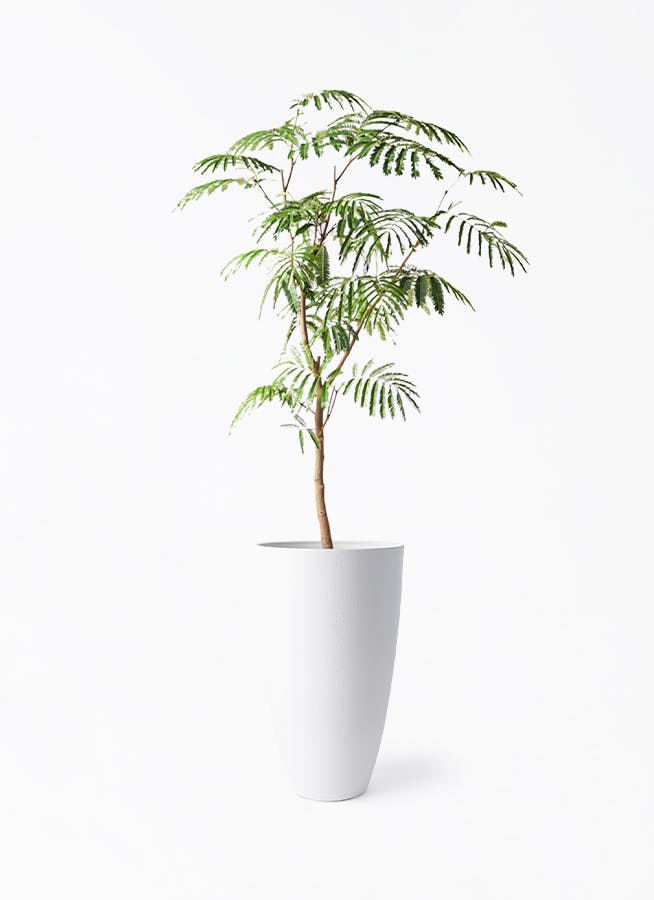 オリーブの木　ホワイト　8号　約160cm　K-201　一点物　希少品種 観葉植物 オリーブの木 8号｜PlantHunt（プラントハント