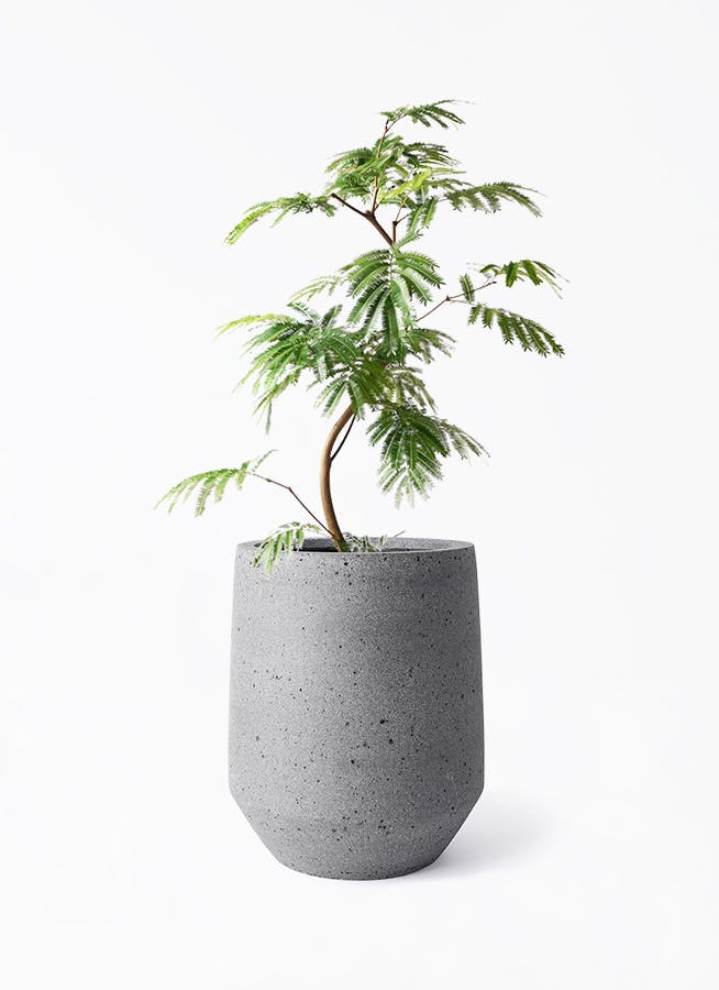 観葉植物 エバーフレッシュ 8号 曲り パボ トール ラテルストーン 付き | 観葉植物ならHitoHana(ひとはな)